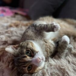 Leisi