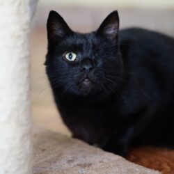 Xena