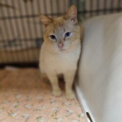 Ringo
