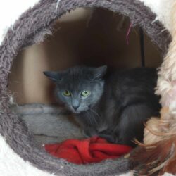 Leevi