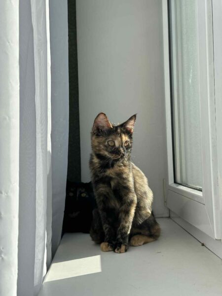 Lili - Image 7