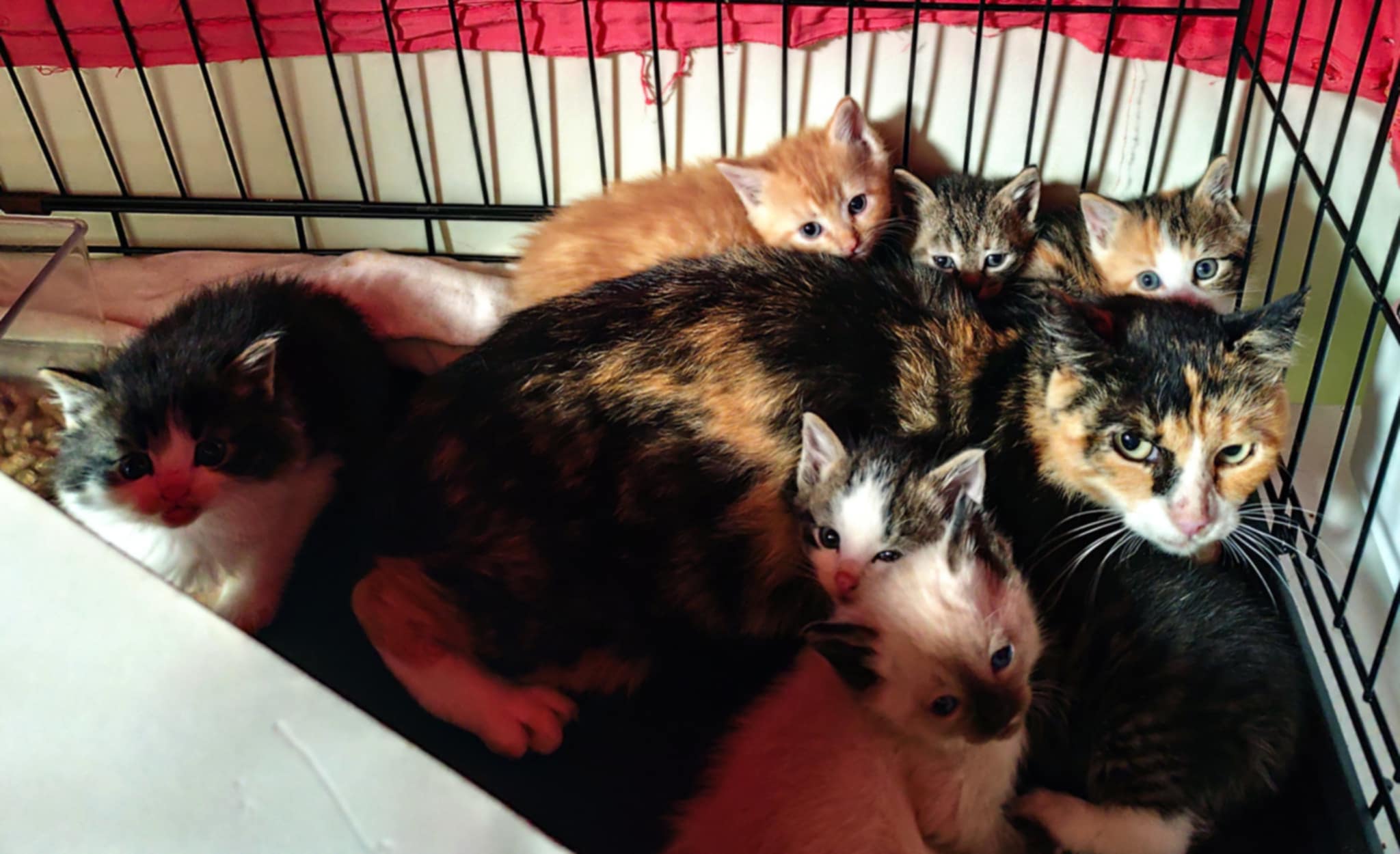 Nõo kolmevärviline