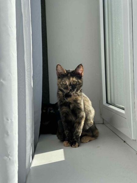 Lili - Image 8