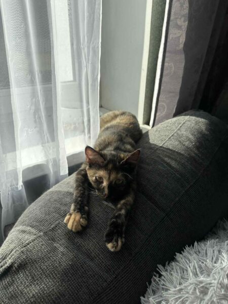 Lili - Image 5