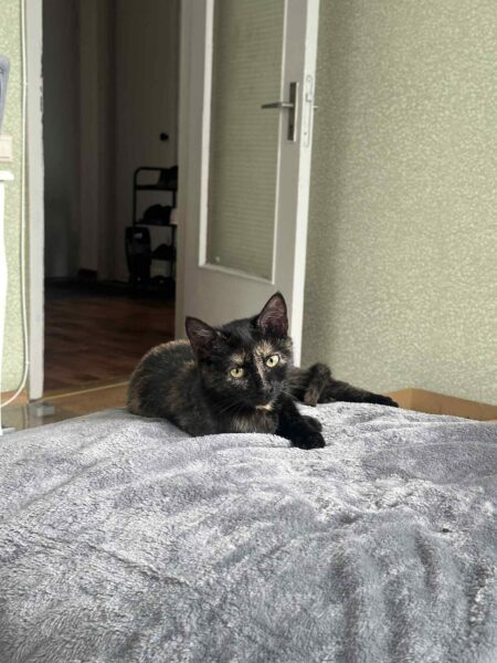 Mimi