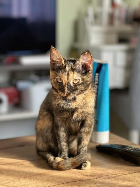 Lili - Image 2