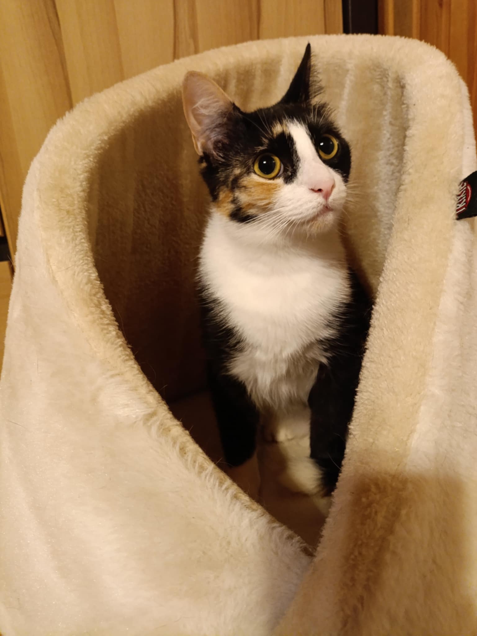 Daisy