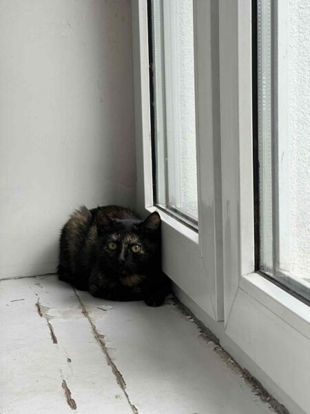 Mimi - Image 5