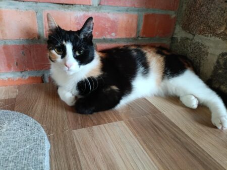 Daisy - Image 2
