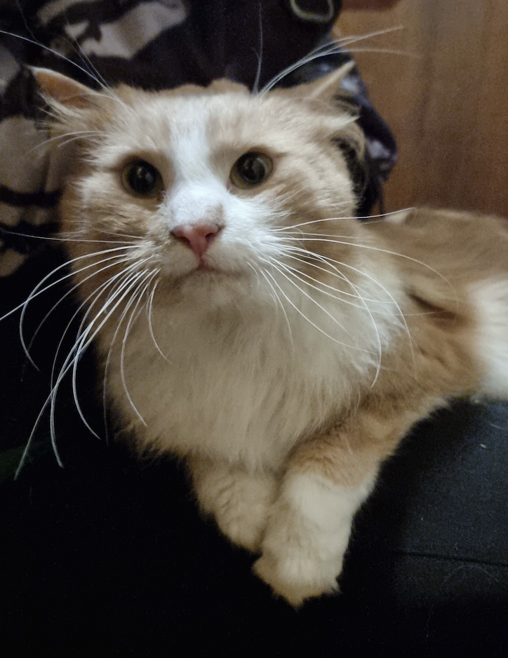 Kiki
