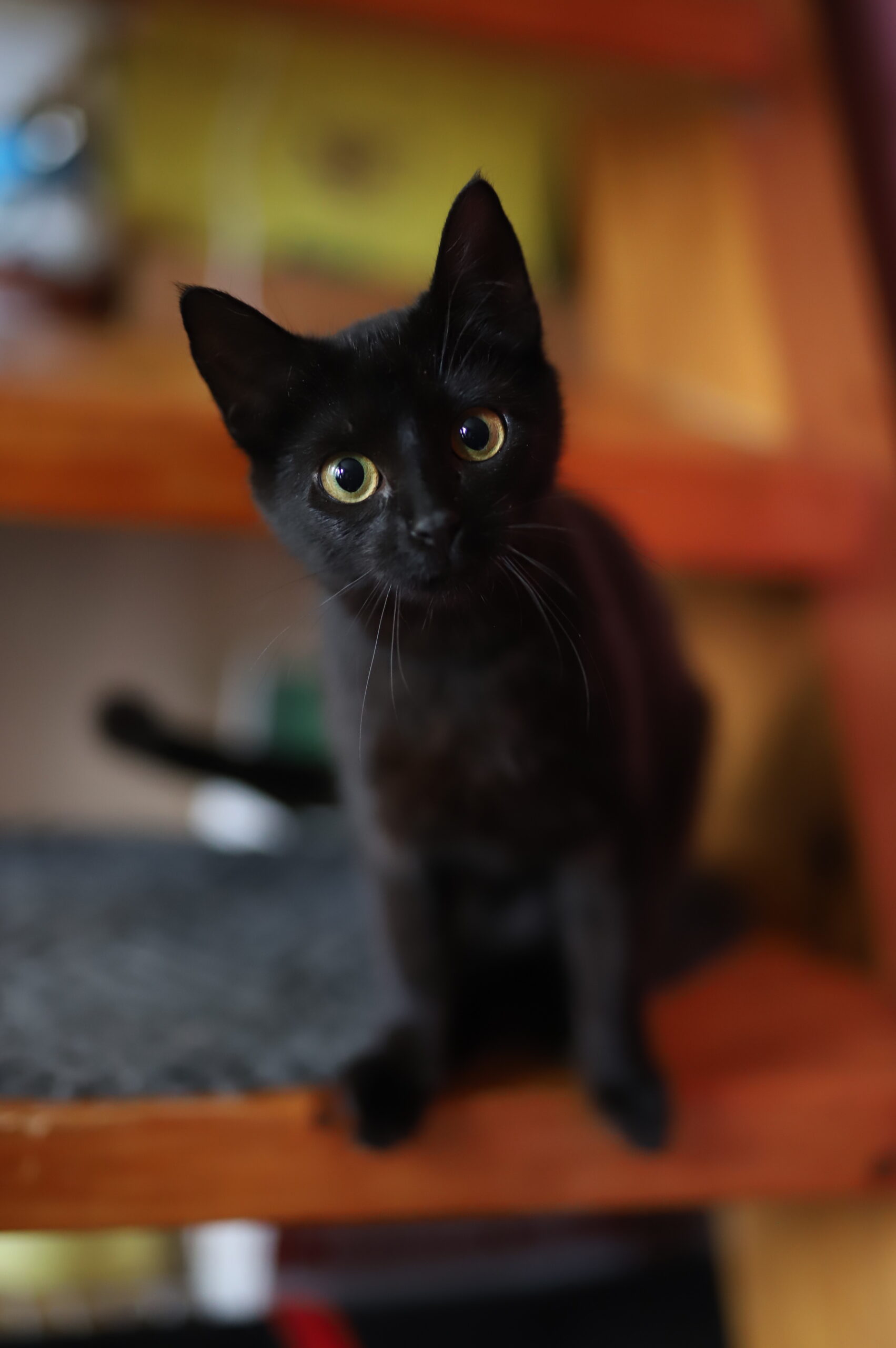 Lexie