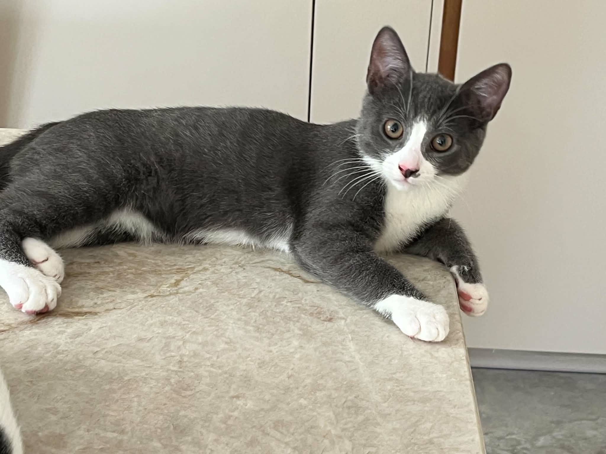 Teodor