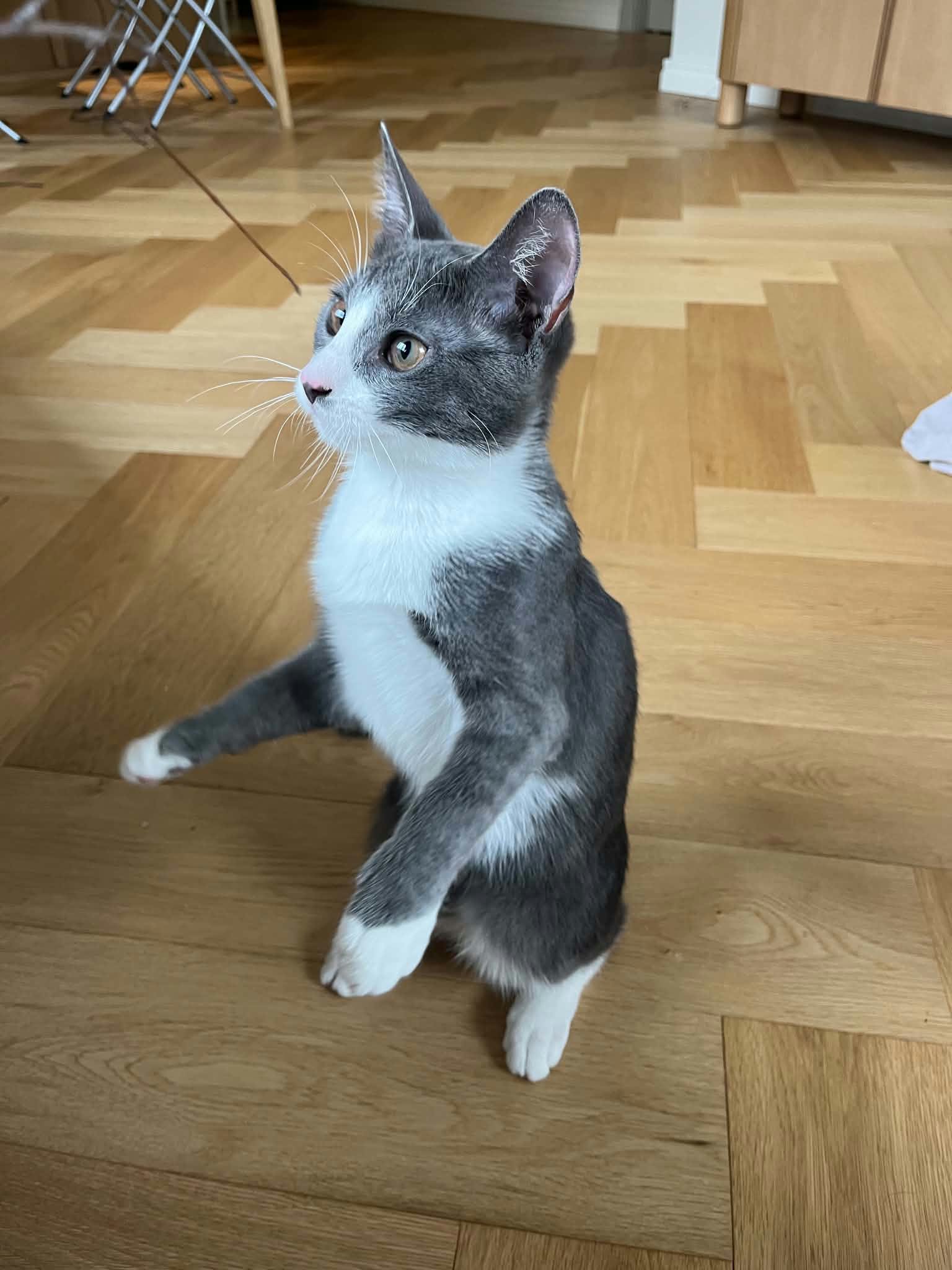 Teodor