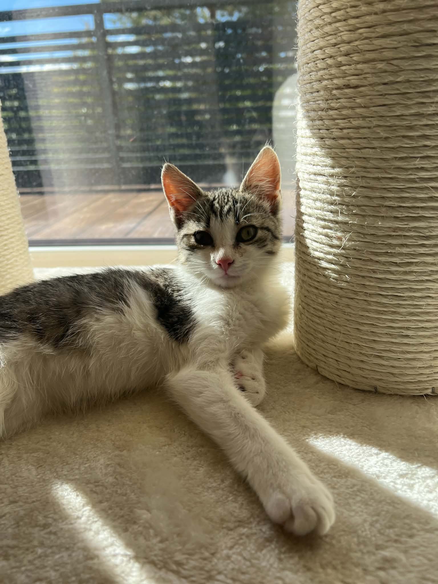 Luci
