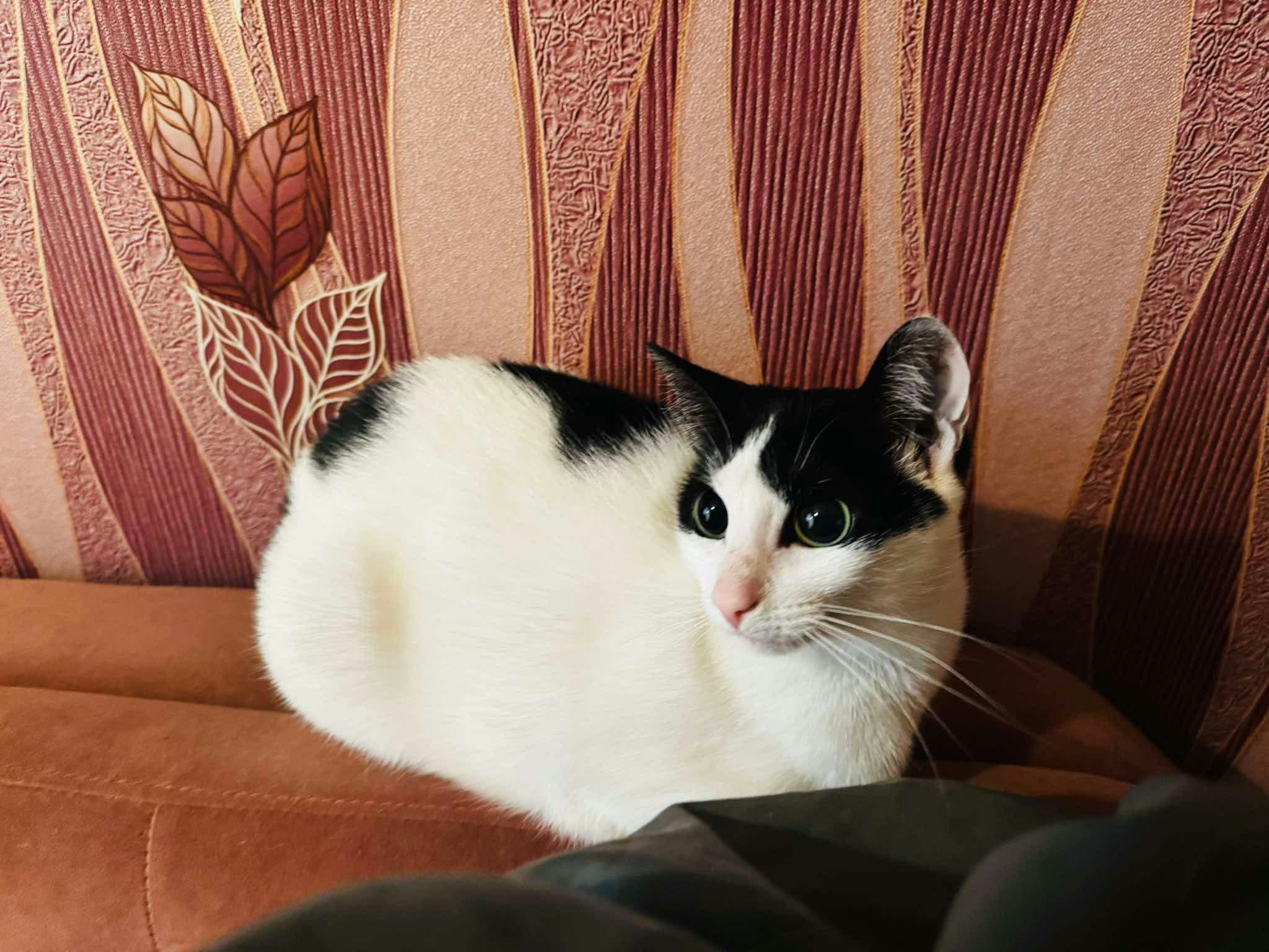 Pibi