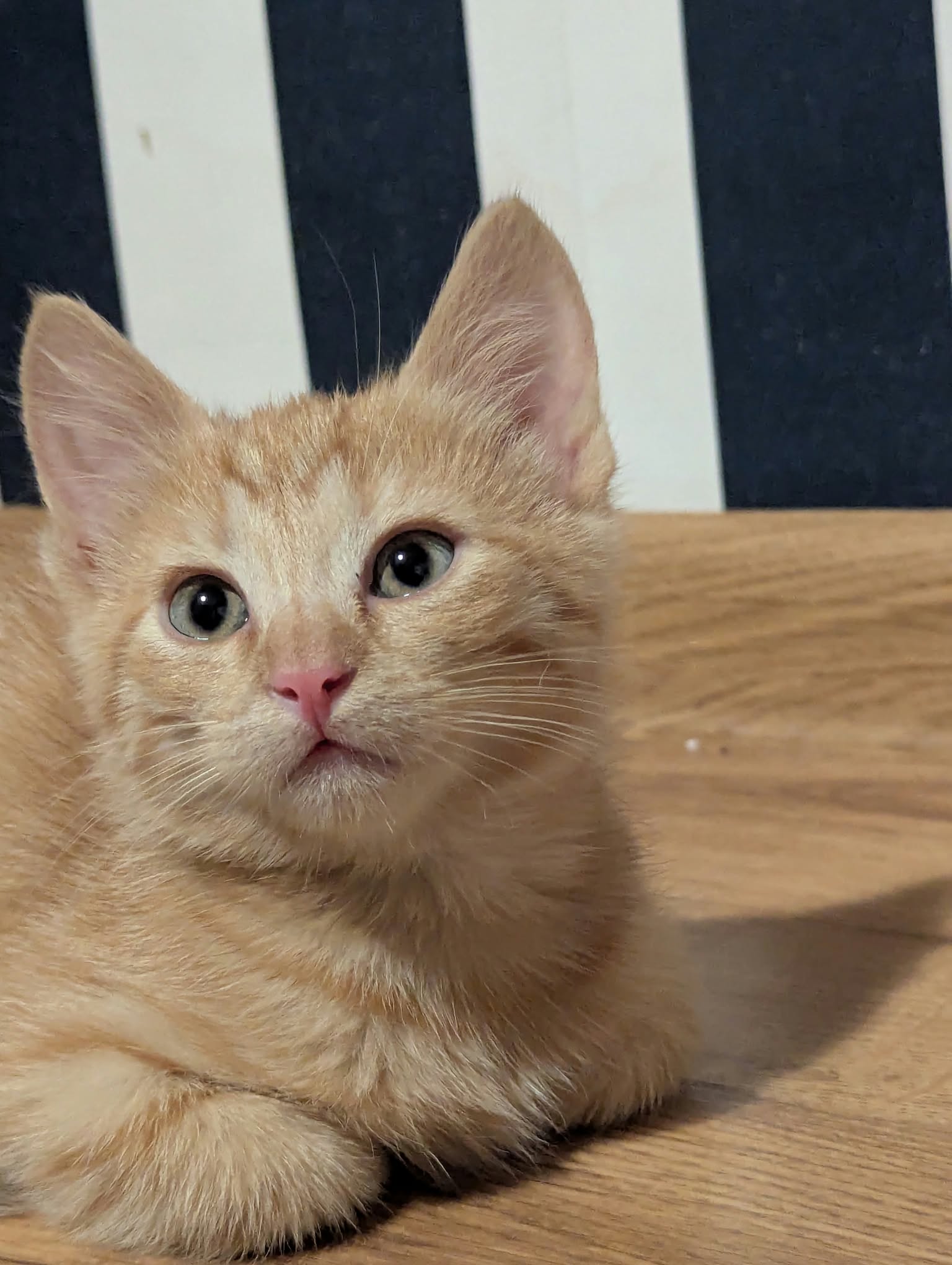 Albert