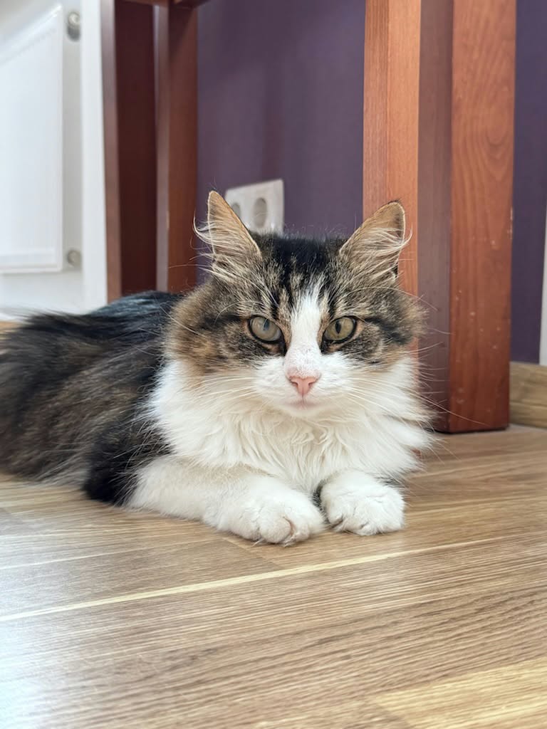 Minni